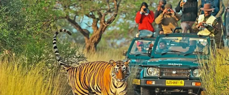 Ranthambore Summer Safari Guide for June and July with Budget Travel Tips