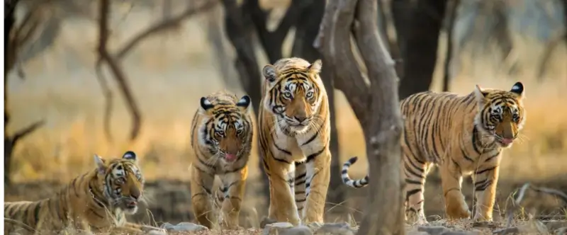Mumbai to Ranthambore