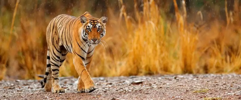 Bangalore to Ranthambore: Distance