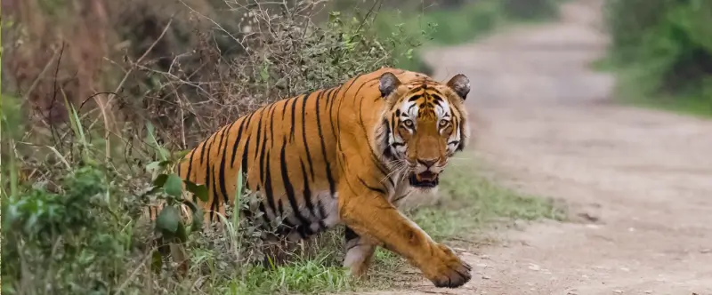 Kerala to Ranthambore