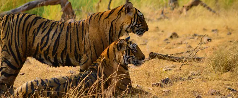 Ranthambore Tiger Safari