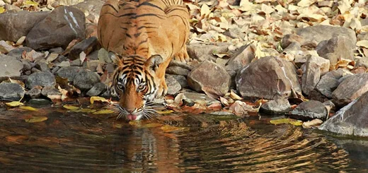 Ranthambore Day Tour from Jaipur