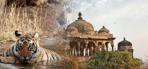 Ranthambore Tour Package, Guide To Plan Ranthambore Holidays