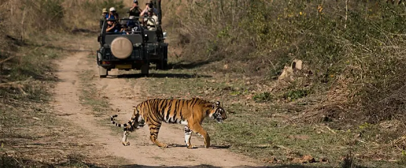 Ranthambore Travel Mistakes First-Time Visitors Should Avoid for a Better Safari Experience