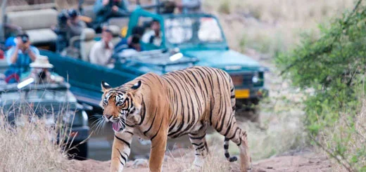 Ranthambore Travel Plan, Ranthambore Tour Packages