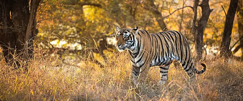 Ranthambore Trip Planning Guide for Wildlife Lovers