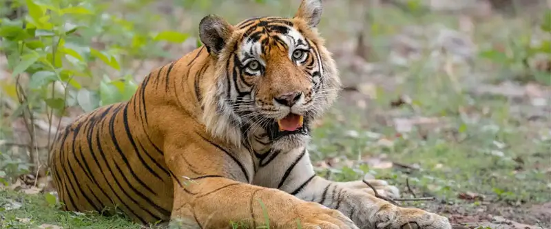 Ranthambore vs Jim Corbett vs Bandhavgarh