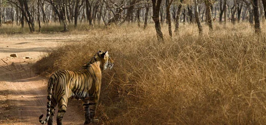 Ranthambore V/S Sariska: Which is Better to Enjoy Wildlife Safari in Rajasthan?
