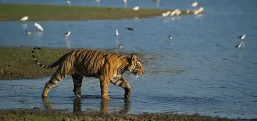 Ranthambore Wildlife Photography Tour