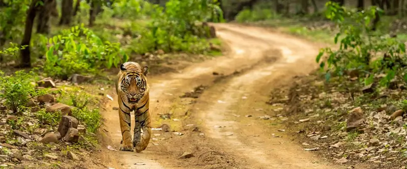 Ranthambore Wildlife Photography Tour