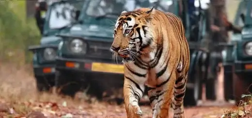 Ranthambore Wildlife Safari