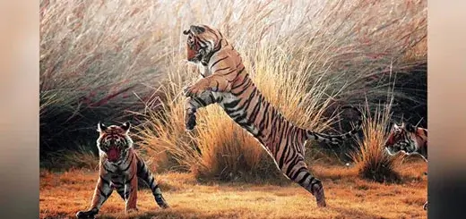 Tigers in Ranthambore Wildlife Safari