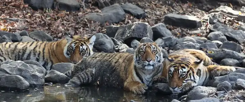 Ranthambore Without Tigers: Why the Region Still Captivates