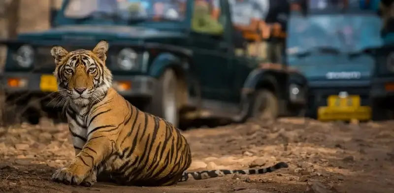Ranthambore Tiger Tales: Famous Tigers You Might Spot on Your Safari