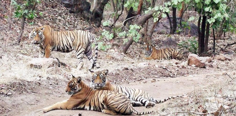 Ranthambore National Park Safari – A Detailed Guide