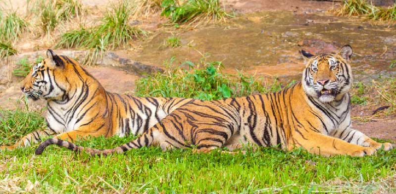 How to See Tigers in Ranthambore National Park