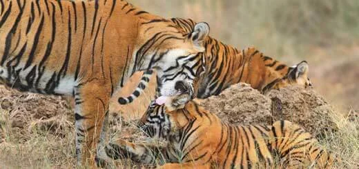 Ranthambore- Best Place for Spotting Bengal Tiger in India