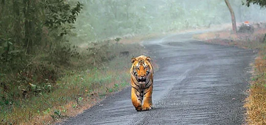 Ranthambore National Park