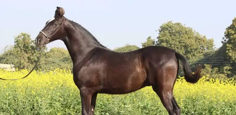The Marwari Horses of India