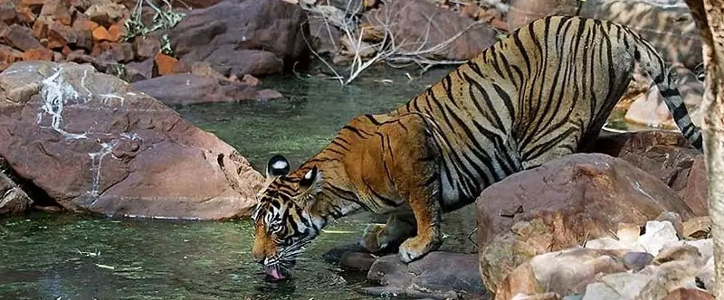 The Softer Side of Ranthambore Through Slow Experiences
