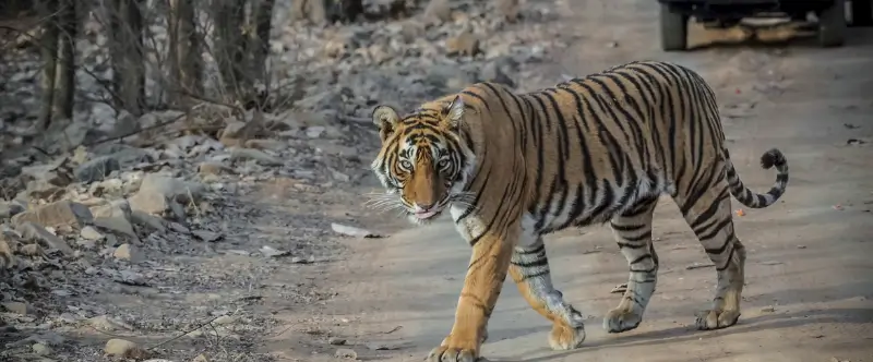 Mumbai to Ranthambore Road Trip Guide