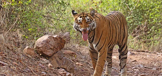 Ranthambore the Wild Quest