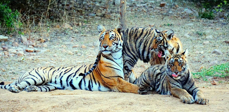 The Making of Ranthambore Tiger Reserve Jungle Safari