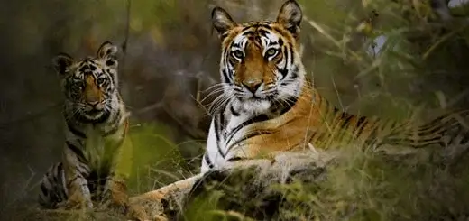 Ranthambore Tiger Resort