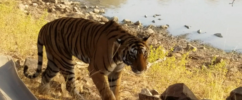 Ranthambore vs Sariska Tiger Reserve Comparison for Safari and Stay Experience
