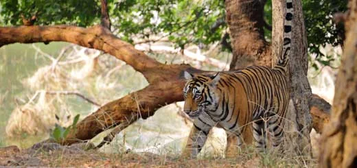 Tiger Safaris in Ranthambore