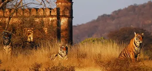 Tiger Sightseeing in Ranthambore