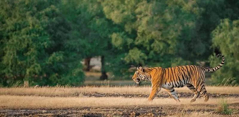 Tiger Spotting and Tranquil Retreats Ranthambores Best Wildlife Resorts