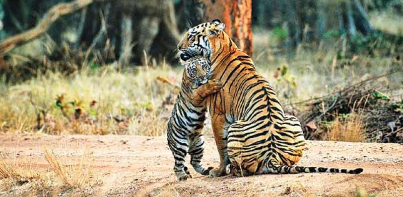 Ranthambore National Park – A Lifeline for Tigers in India
