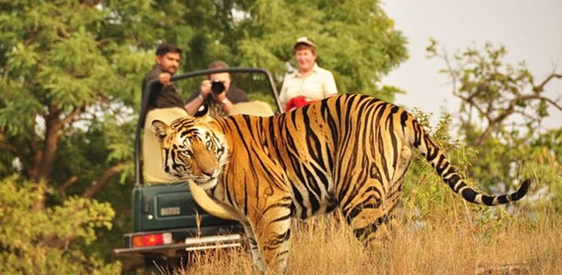 Experience Golden Triangle India with Ranthambore Tiger Safari