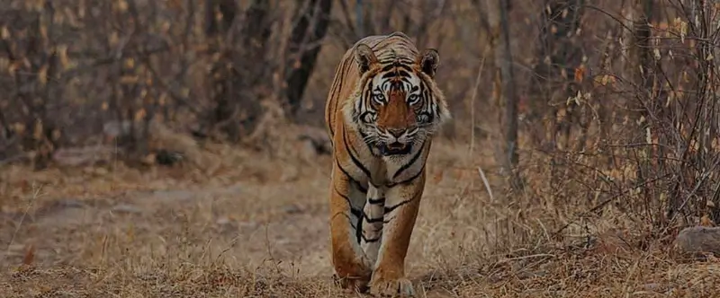 How Tiger Conservation Changed Ranthambore