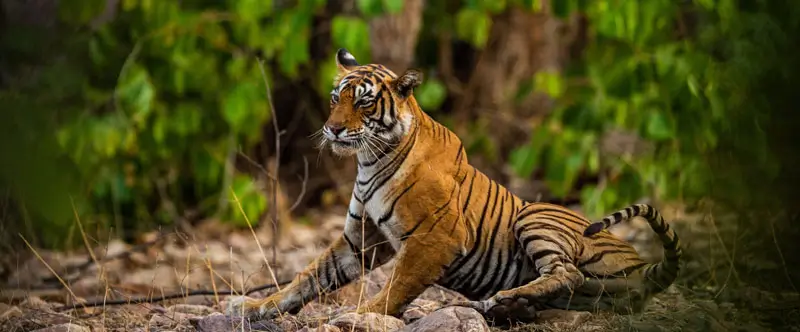 Top Photography Spots in Ranthambore National Park | Wildlife & Landscape Guide