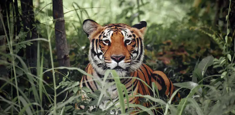 Tiger Safari in Ranthambore,  Wildlife at Maa Ashapura Boutique Stays