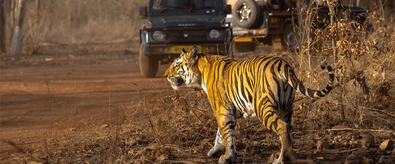 Udaipur to Ranthambore