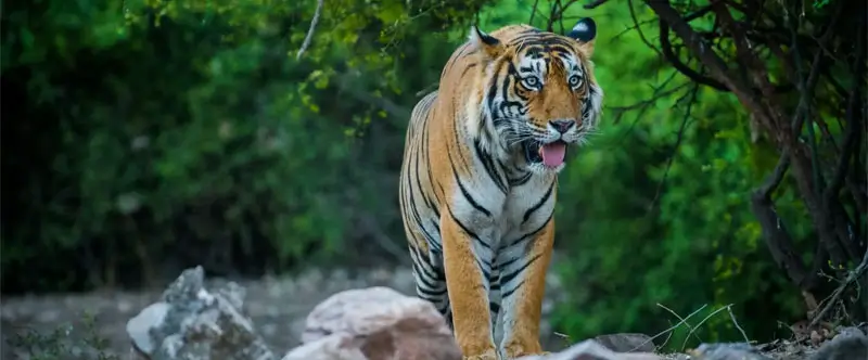 weekend-getaway-mumbai-ranthambore-tiger-safari