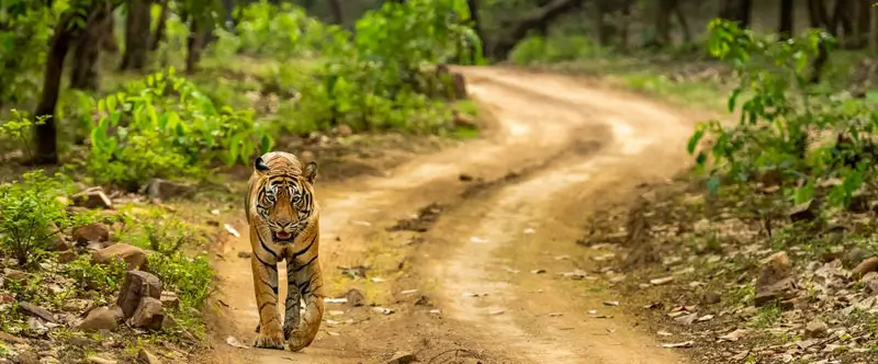 What a Real Jungle Morning Feels Like Near Ranthambore