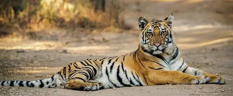 Why Staying Outside the Tiger Zone Improves Ranthambore Travel