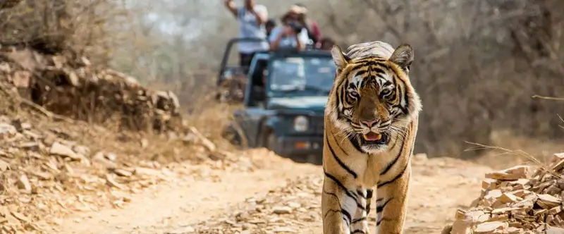 Wildlife Conservation in Ranthambore – How Tourism Supports the Tigers