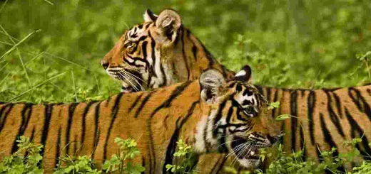 Top 7 Wildlife Destinations in Ranthambore, Wildlife Safari In Ranthambore