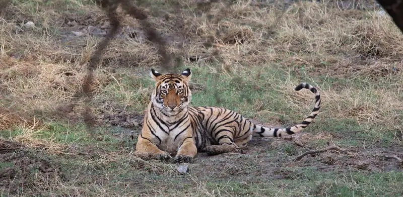 Wildlife Photography in Ranthambore: Tips from the Experts
