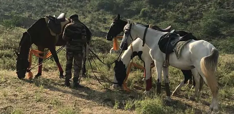 Wildlife Photography Tips: Capturing the Best of Ranthambore from Maa Ashapura Farm