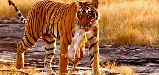 Popular Wildlife Destinations in Rajasthan