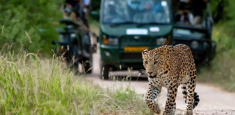 Take Pleasure of Wildlife Safari in Ranthambore National Park