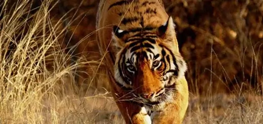 Wildlife Safari in India