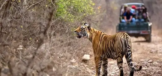 Wildlife Safari in Ranthambore National Park