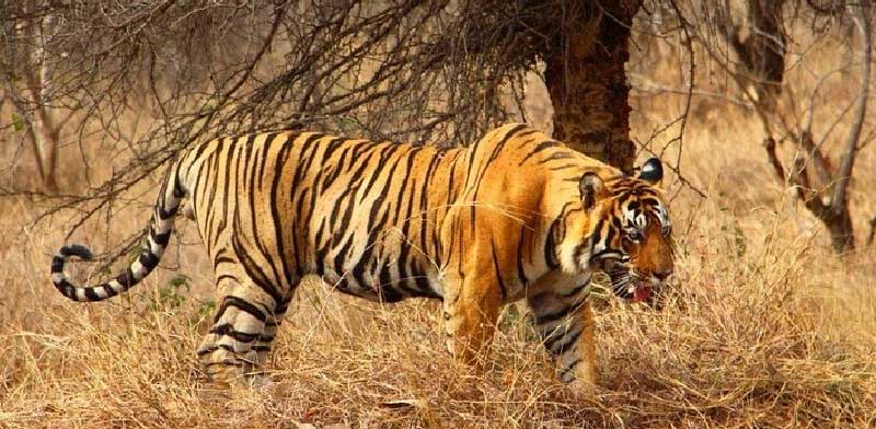 Explore the Thrilling World of Ranthambore Tiger Safari